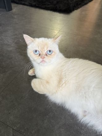 Liebevolles zu Hause gesucht