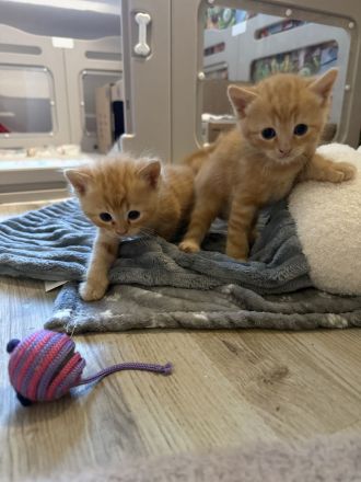 Liebevolles zu Hause gesucht