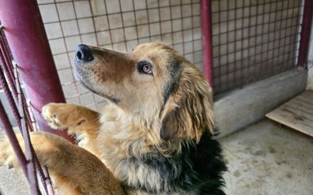 Falco: starker Charakter und sensibles Herz