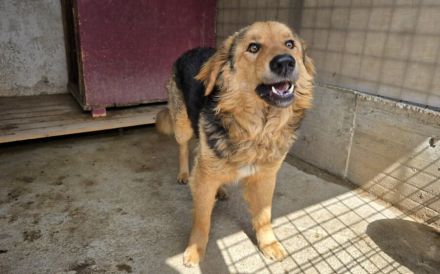 Falco: starker Charakter und sensibles Herz