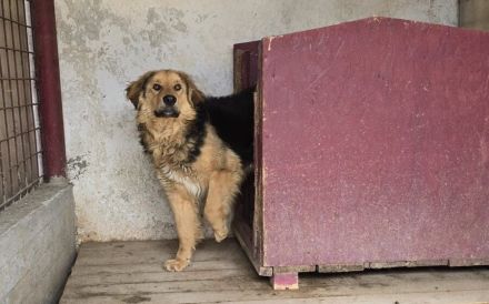 Falco: starker Charakter und sensibles Herz