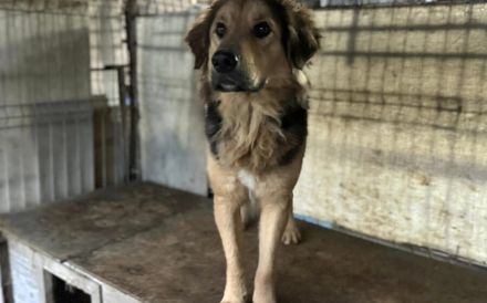 Falco: starker Charakter und sensibles Herz