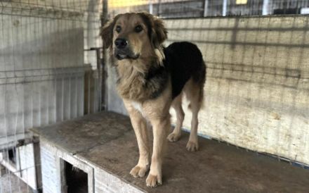 Falco: starker Charakter und sensibles Herz