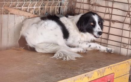 Neuanfang für verängstigte Pünktchen