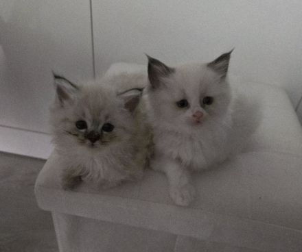 Traumhafte H.Birma Mädels warten schon auf Dich