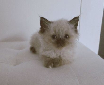 Traumhafte H.Birma Mädels warten schon auf Dich