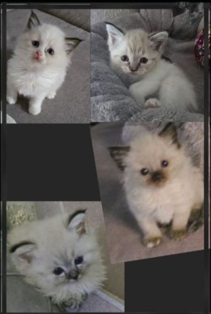 Traumhafte H.Birma Mädels warten schon auf Dich