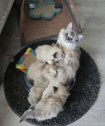 Traumhafte H.Birma Mädels warten schon auf Dich