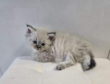 Traumhafte H.Birma Mädels warten schon auf Dich