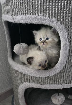 Traumhafte H.Birma Mädels warten schon auf Dich