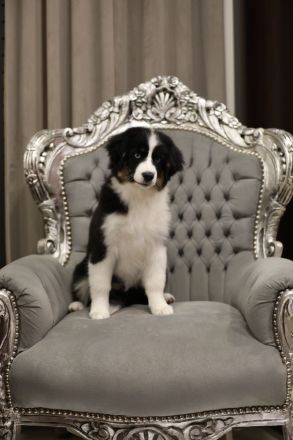 Miniature american shepherd, mini aussie