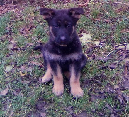Knuffige kinderliebe Schäferhundwelpen, DDR-Linie, gerader Rücken