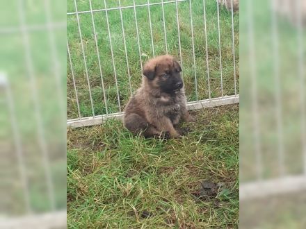 Knuffige kinderliebe Schäferhundwelpen, DDR-Linie, gerader Rücken