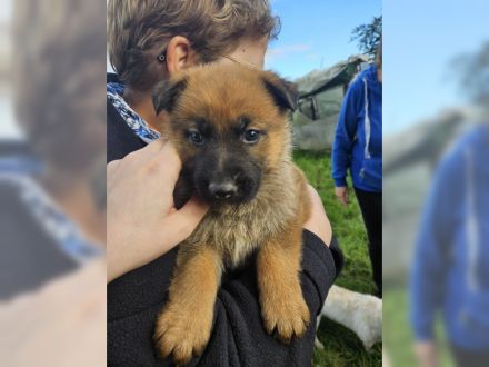 Knuffige kinderliebe Schäferhundwelpen, DDR-Linie, gerader Rücken