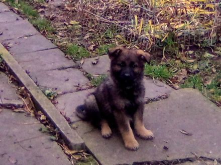 Knuffige kinderliebe Schäferhundwelpen, DDR-Linie, gerader Rücken