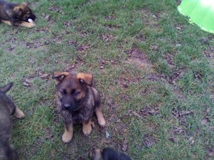 Knuffige kinderliebe Schäferhundwelpen, DDR-Linie, gerader Rücken