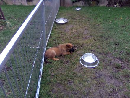 Knuffige kinderliebe Schäferhundwelpen, DDR-Linie, gerader Rücken