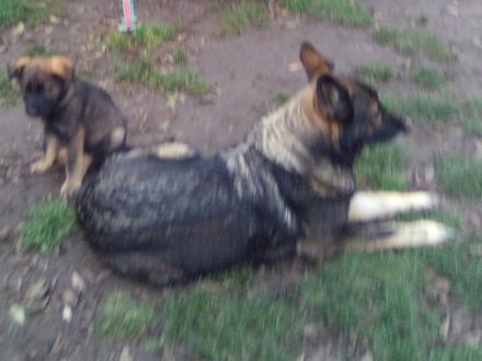 Knuffige kinderliebe Schäferhundwelpen, DDR-Linie, gerader Rücken
