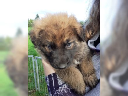 Knuffige kinderliebe Schäferhundwelpen, DDR-Linie, gerader Rücken