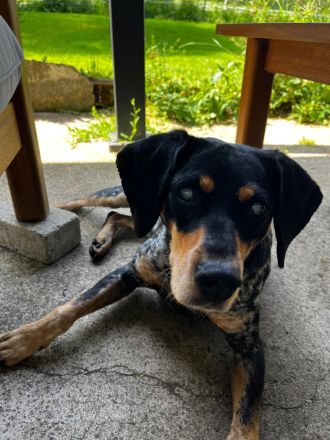 Treuer Begleiter sucht Zuhause