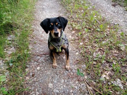 Treuer Begleiter sucht Zuhause