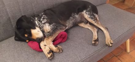 Treuer Begleiter sucht Zuhause