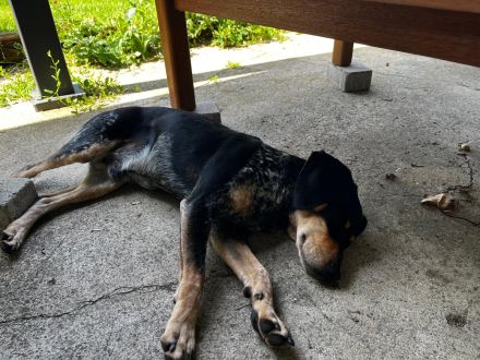 Treuer Begleiter sucht Zuhause