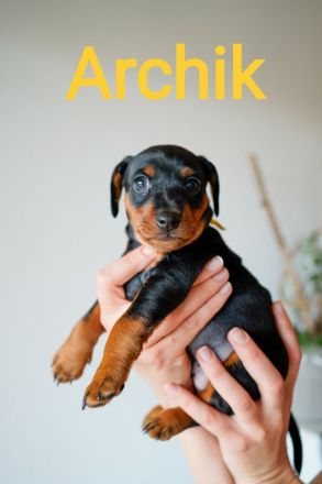 Wunderschöne Zwergpinscherwelpen mit Stammbaum suchen ein liebevolles Zuhause!