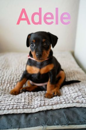 Wunderschöne Zwergpinscherwelpen mit Stammbaum suchen ein liebevolles Zuhause!