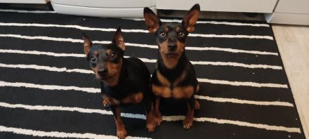 Wunderschöne Zwergpinscherwelpen mit Stammbaum suchen ein liebevolles Zuhause!