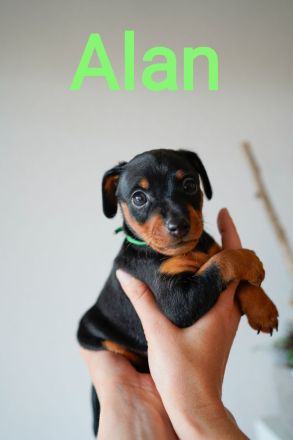 Wunderschöne Zwergpinscherwelpen mit Stammbaum suchen ein liebevolles Zuhause!