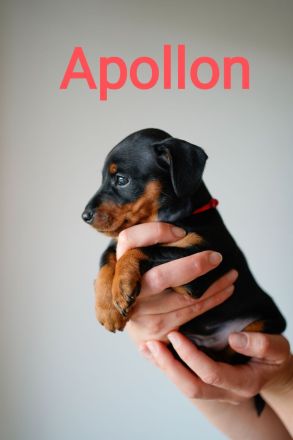 Wunderschöne Zwergpinscherwelpen mit Stammbaum suchen ein liebevolles Zuhause!