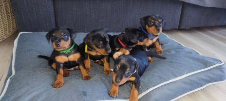 Wunderschöne Zwergpinscherwelpen mit Stammbaum suchen ein liebevolles Zuhause!