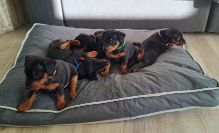 Wunderschöne Zwergpinscherwelpen mit Stammbaum suchen ein liebevolles Zuhause!