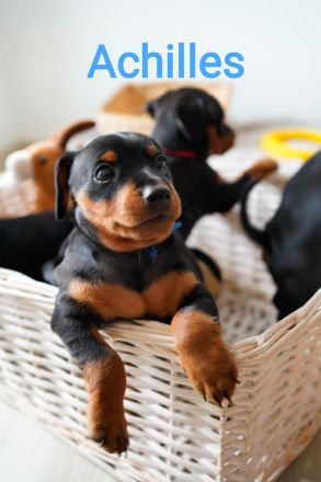 Wunderschöne Zwergpinscherwelpen mit Stammbaum suchen ein liebevolles Zuhause!