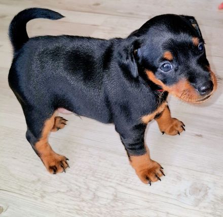 Wunderschöne Zwergpinscherwelpen mit Stammbaum suchen ein liebevolles Zuhause!