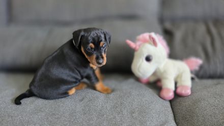 Wunderschöne Zwergpinscherwelpen mit Stammbaum suchen ein liebevolles Zuhause!