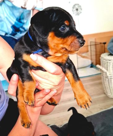 Wunderschöne Zwergpinscherwelpen mit Stammbaum suchen ein liebevolles Zuhause!