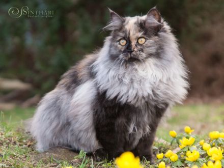 Wurfankündigung Deutsch Langhaarkätzchen