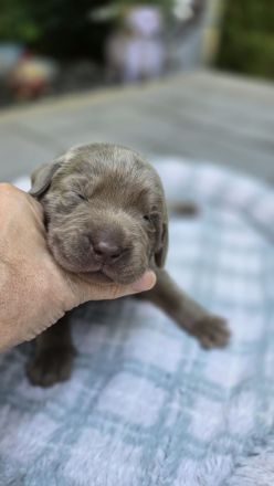 Labrador Rüde, silver
