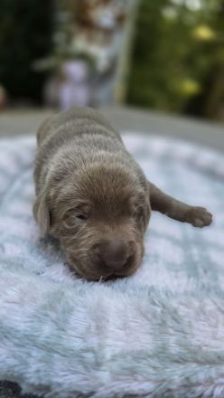 Labrador Rüde, silver