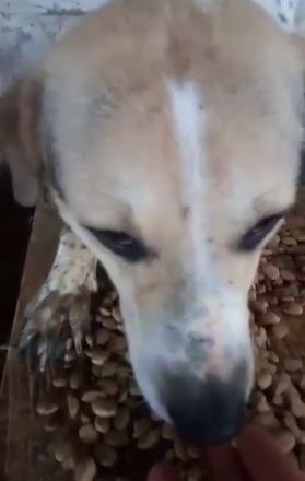 Ludwig sucht eine Menschen