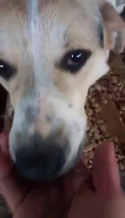 Ludwig sucht eine Menschen