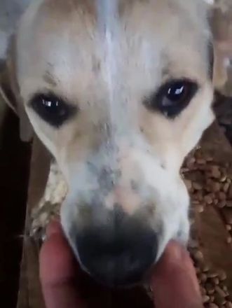 Ludwig sucht eine Menschen