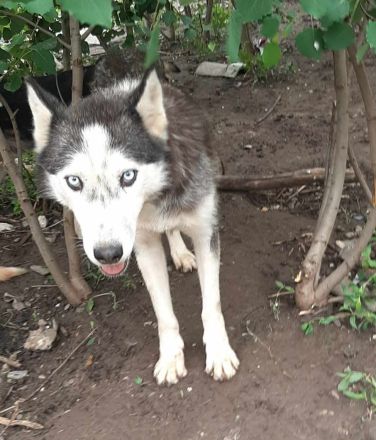 Luna – Eine wunderschöne Seele sucht ihr Für-immer-Zuhause.