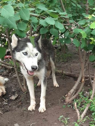 Luna – Eine wunderschöne Seele sucht ihr Für-immer-Zuhause.