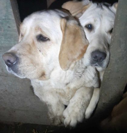 Malka – eine liebevolle Hundemama sucht ihr Für-immer-Zuhause!