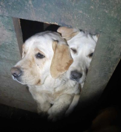 Malka – eine liebevolle Hundemama sucht ihr Für-immer-Zuhause!