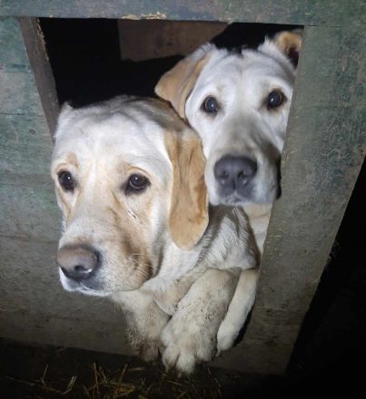 Malka – eine liebevolle Hundemama sucht ihr Für-immer-Zuhause!