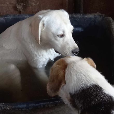 Wer sieht Malkas Kinder?